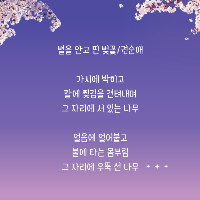 권수애, 별을 안고 핀 벚꽃1.png