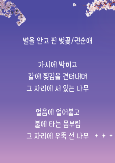 권수애, 별을 안고 핀 벚꽃1.png